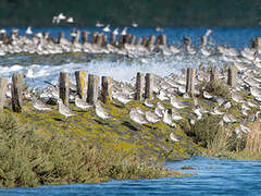 Grey Plover