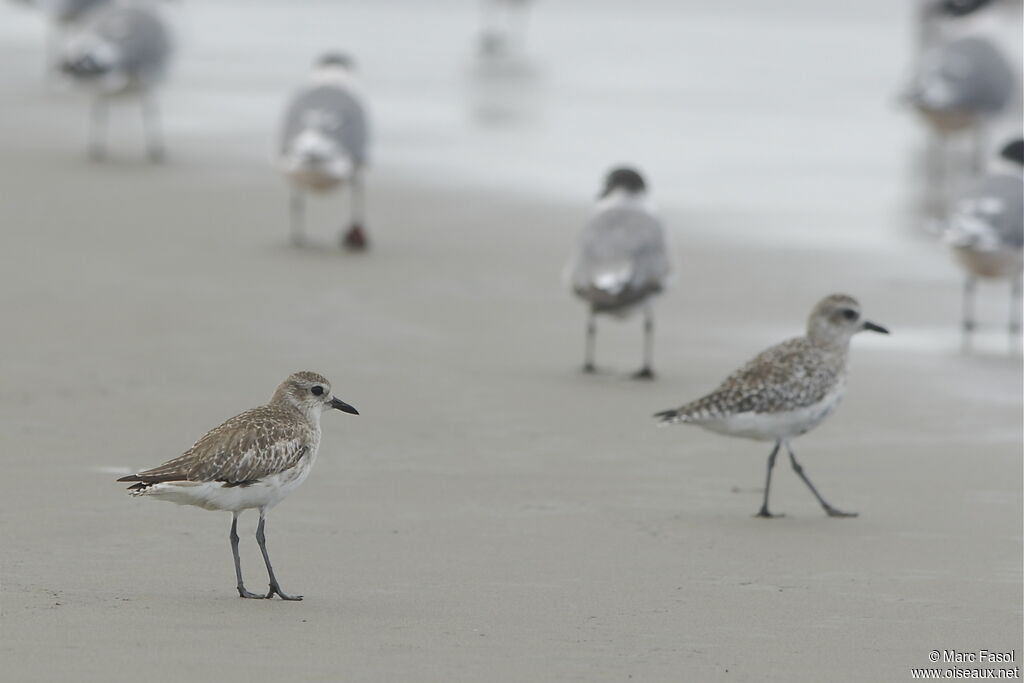 Grey Ploverjuvenile, identification