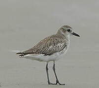 Grey Plover