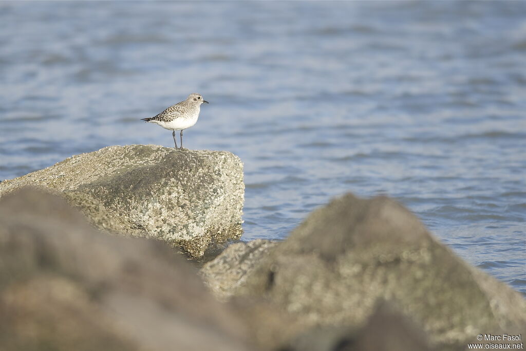 Grey Ploveradult post breeding, identification