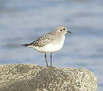 Grey Plover