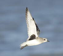 Grey Plover