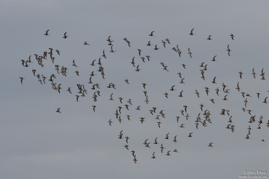 Grey Plover, Flight