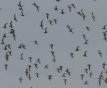 Grey Plover