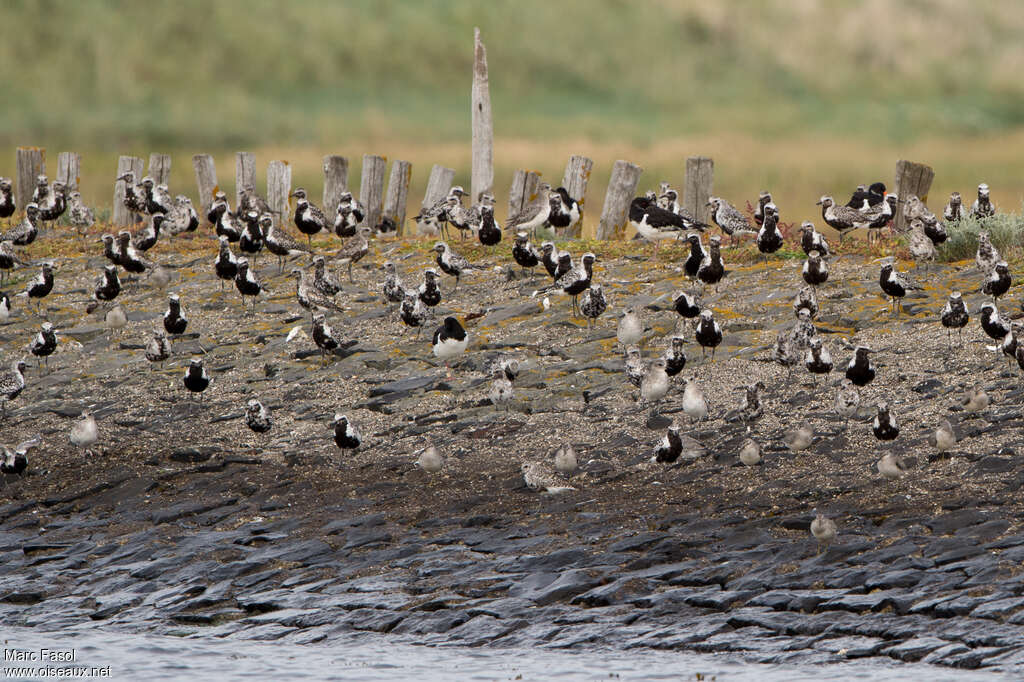 Grey Ploveradult, Behaviour