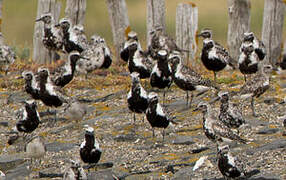 Grey Plover