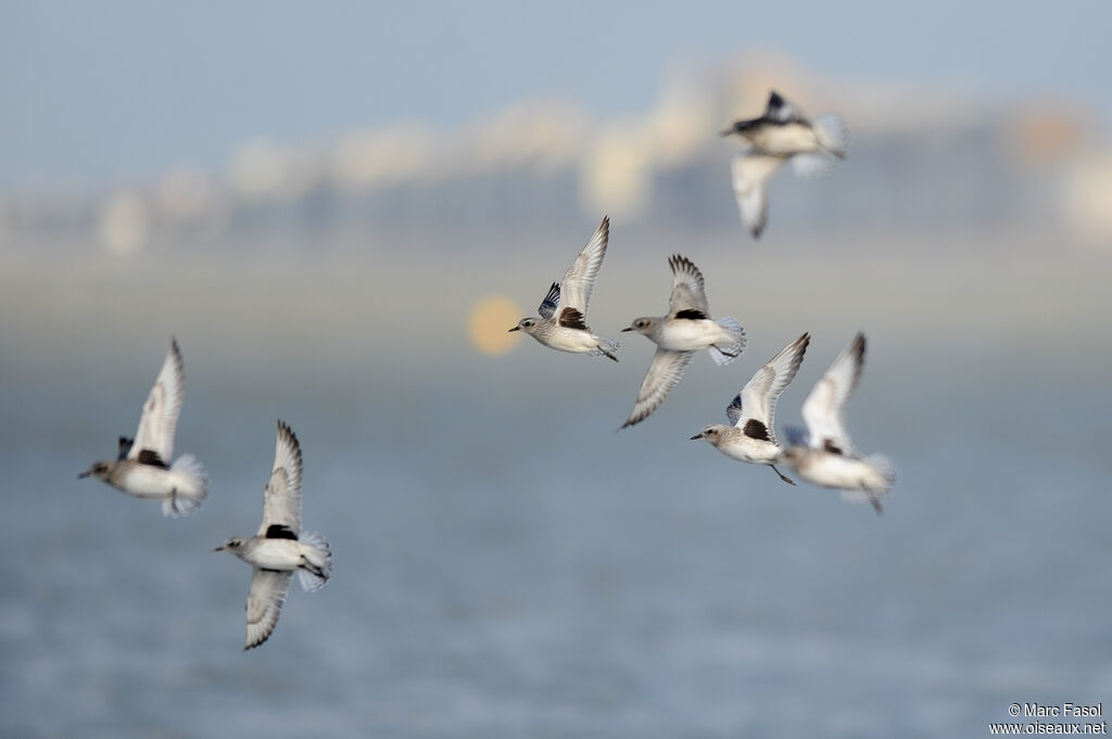 Grey Ploveradult, Flight