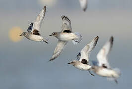 Grey Plover