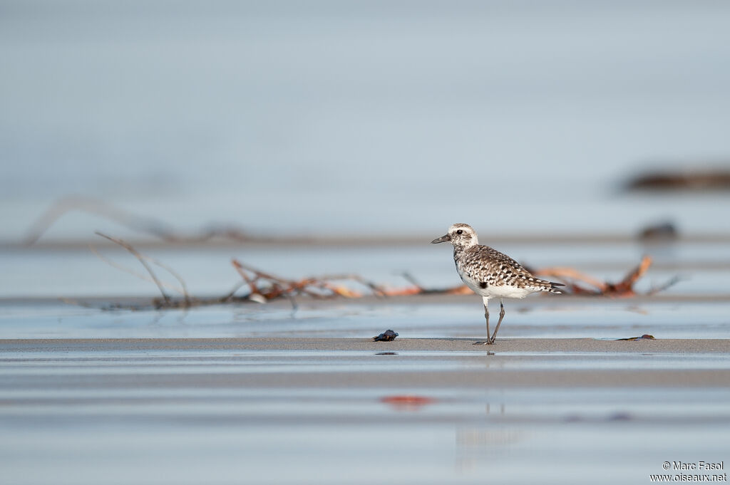 Grey Ploveradult transition, identification