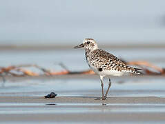 Grey Plover