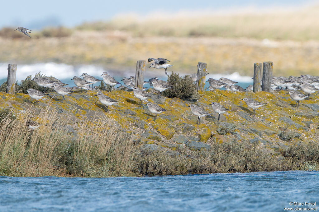 Grey Plover