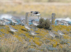 Grey Plover