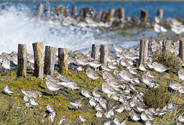 Grey Plover