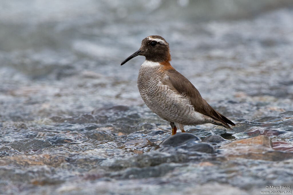 Diademed Sandpiper-Ploveradult post breeding, identification, walking