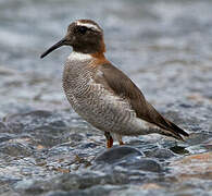 Diademed Sandpiper-Plover