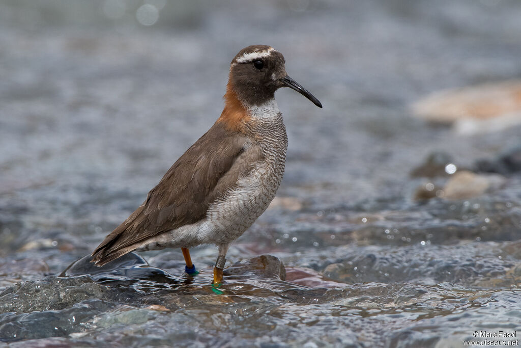 Diademed Sandpiper-Ploveradult, identification