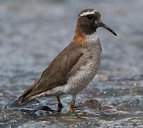 Diademed Sandpiper-Plover