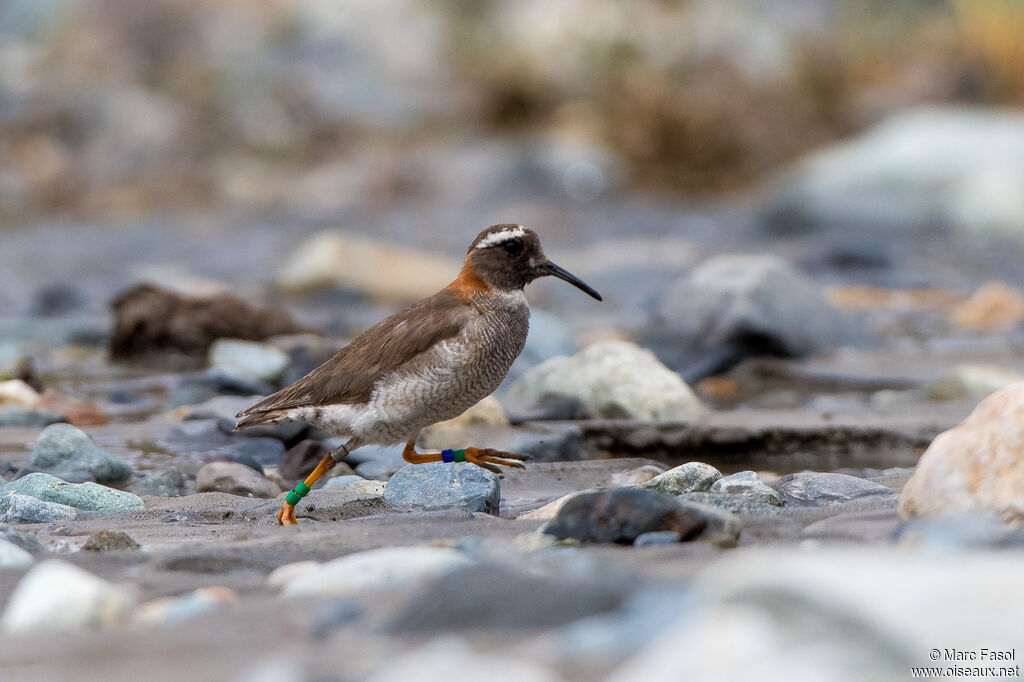 Diademed Sandpiper-Ploveradult post breeding, identification, walking