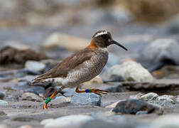 Diademed Sandpiper-Plover