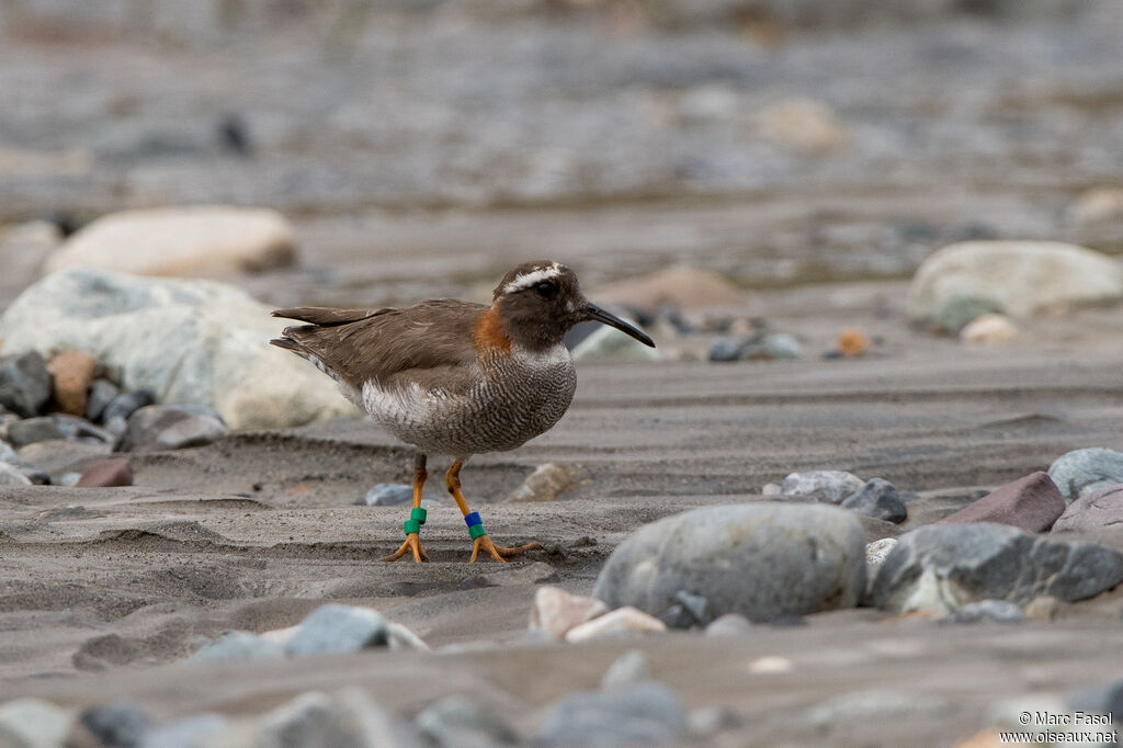 Diademed Sandpiper-Ploveradult post breeding, identification