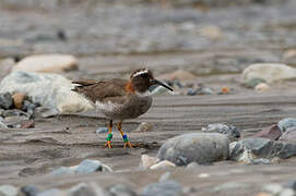 Diademed Sandpiper-Plover