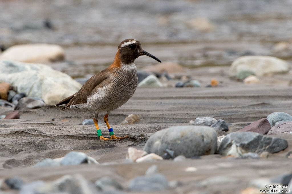 Diademed Sandpiper-Ploveradult post breeding, identification