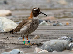 Diademed Sandpiper-Plover