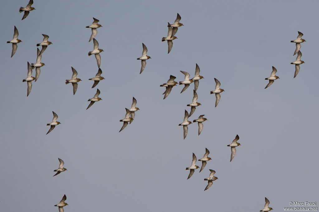 European Golden Plover, Flight