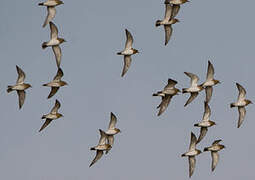 European Golden Plover