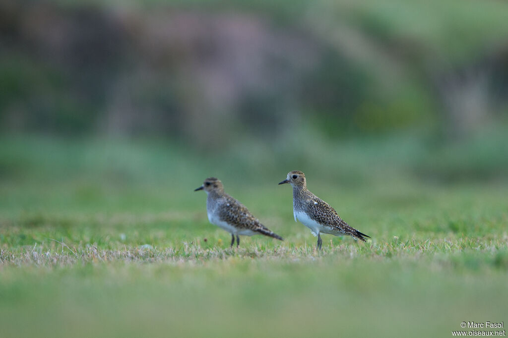 European Golden Plover