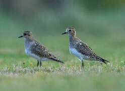 European Golden Plover