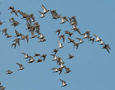 European Golden Plover