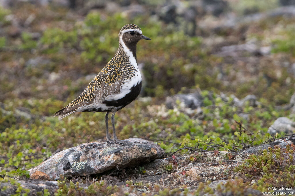 European Golden Plover male adult breeding, identification