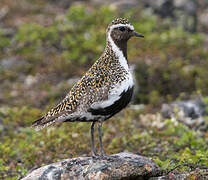 European Golden Plover