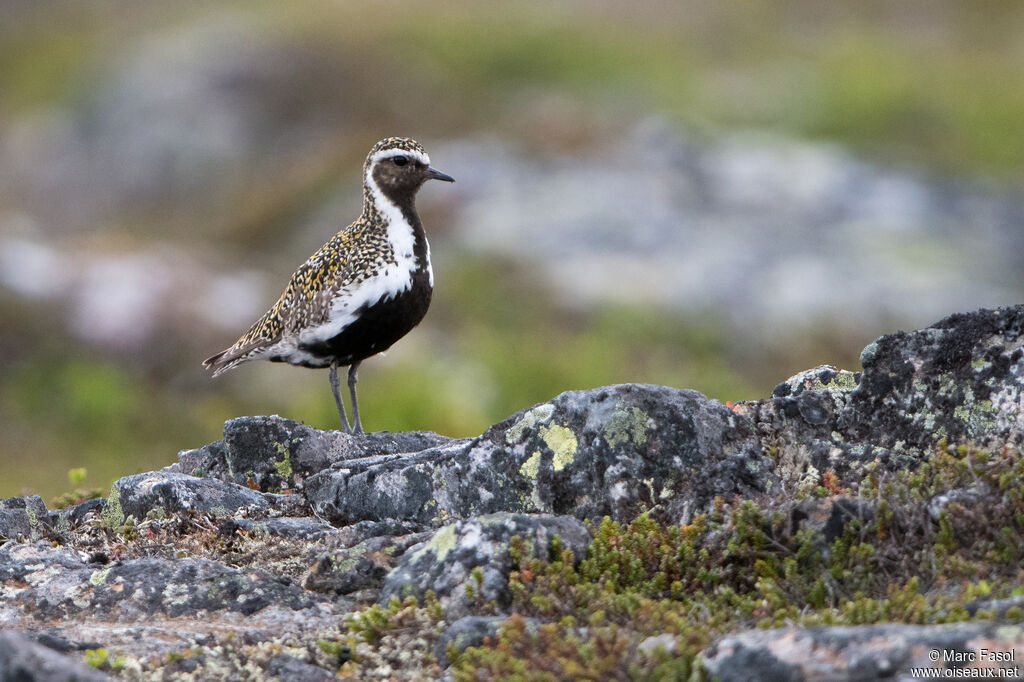 European Golden Plover male adult breeding, identification