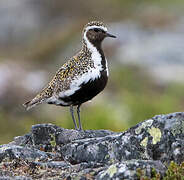 European Golden Plover