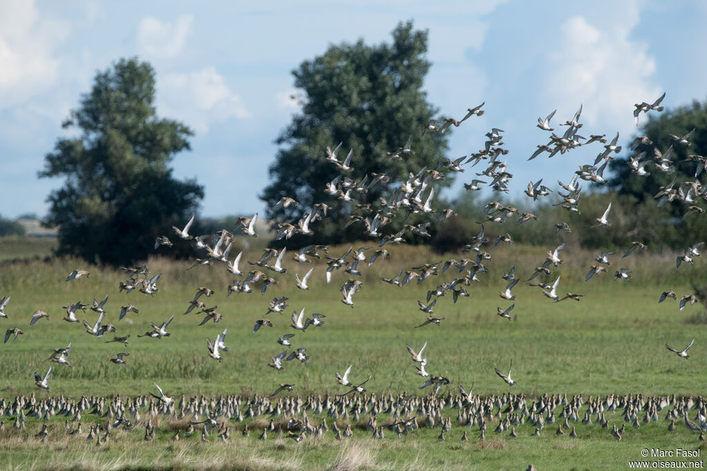 European Golden Plover, Flight