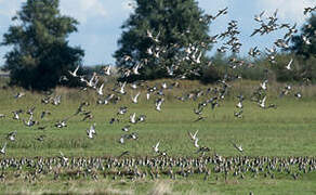 European Golden Plover