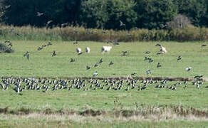 European Golden Plover