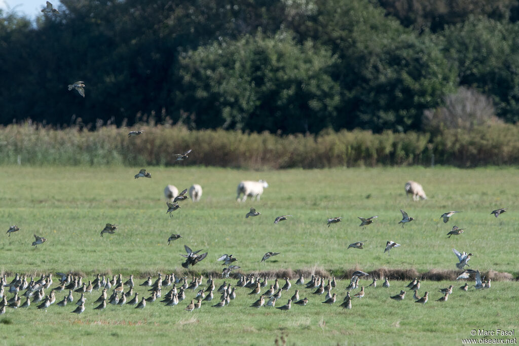 European Golden Plover