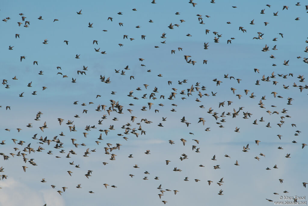 European Golden Plover, Flight