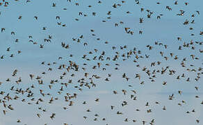 European Golden Plover