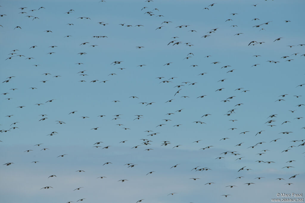 European Golden Plover, Flight