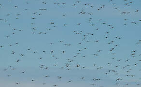 European Golden Plover