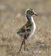 European Golden Plover