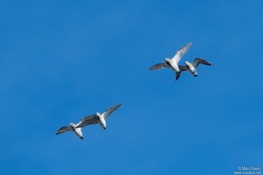 European Golden Plover, Flight