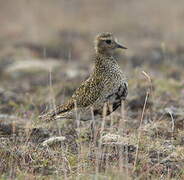 European Golden Plover