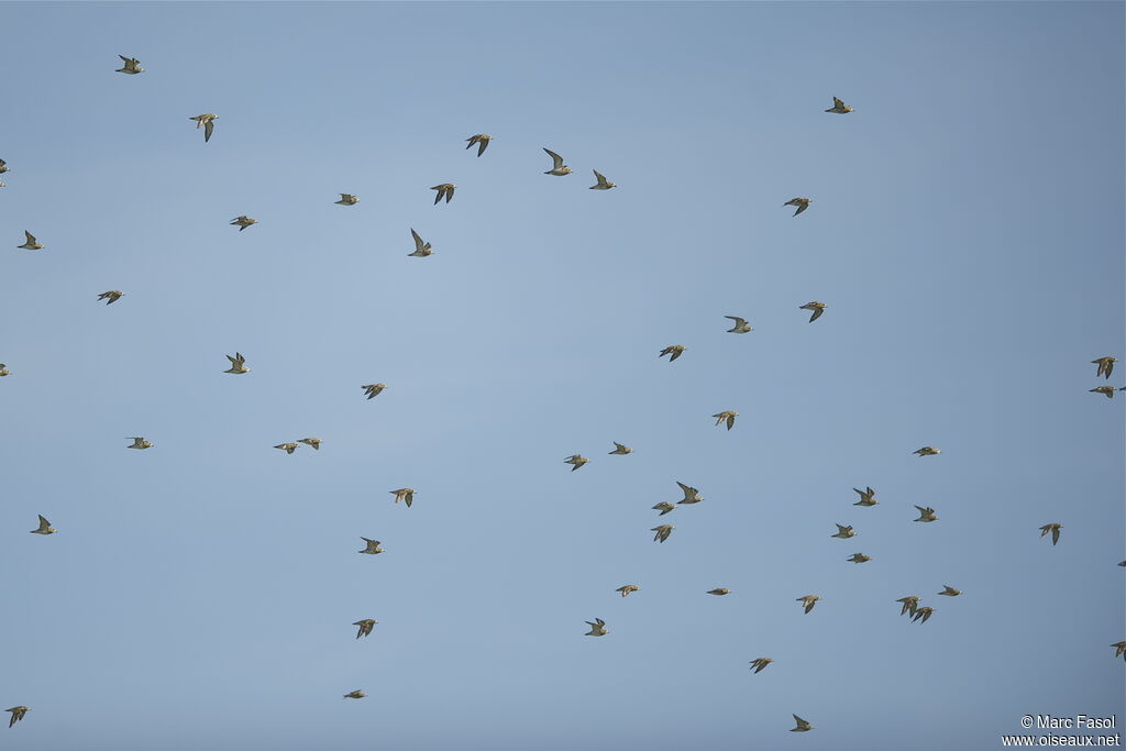 European Golden Plover, Flight