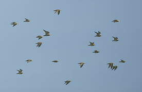 European Golden Plover