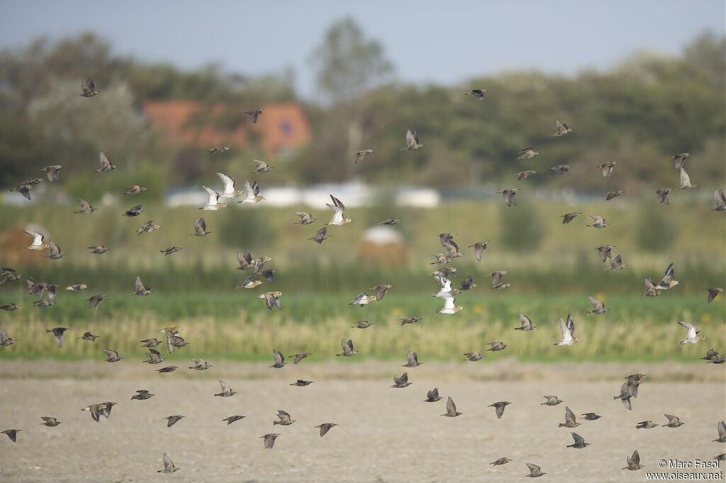 European Golden Plover, Flight